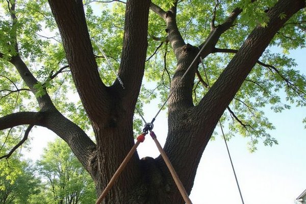 Cabling & Bracing project 1