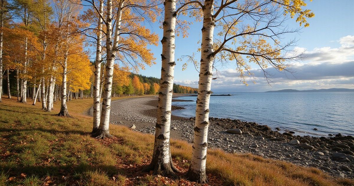 Paper birch trees showing crown dieback and thinning canopy along the North Shore of Lake Superior